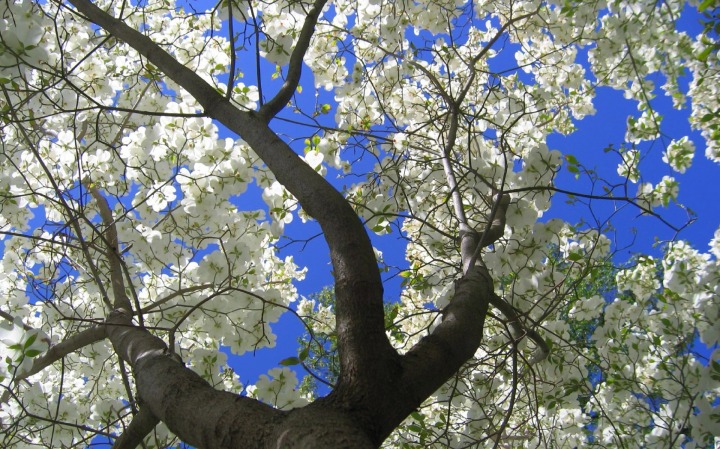 Dogwood-Flowers-Wallpaper-Spring